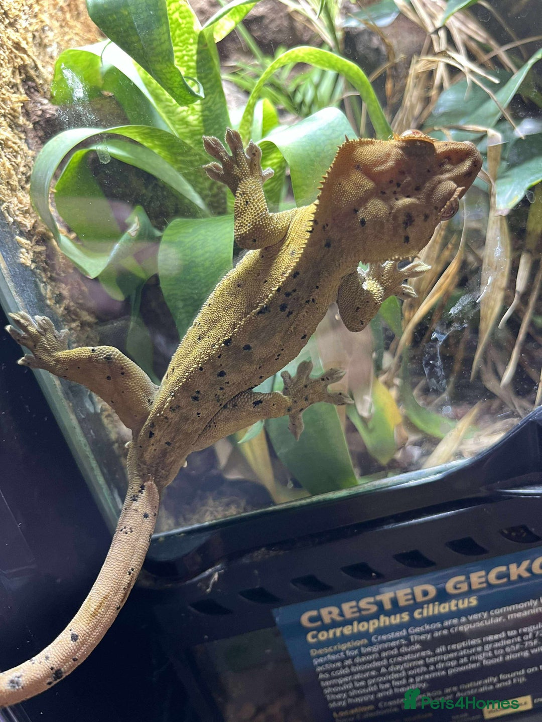 Gecko reptiles for sale: Various crested geckos and gargoyles - Image 3