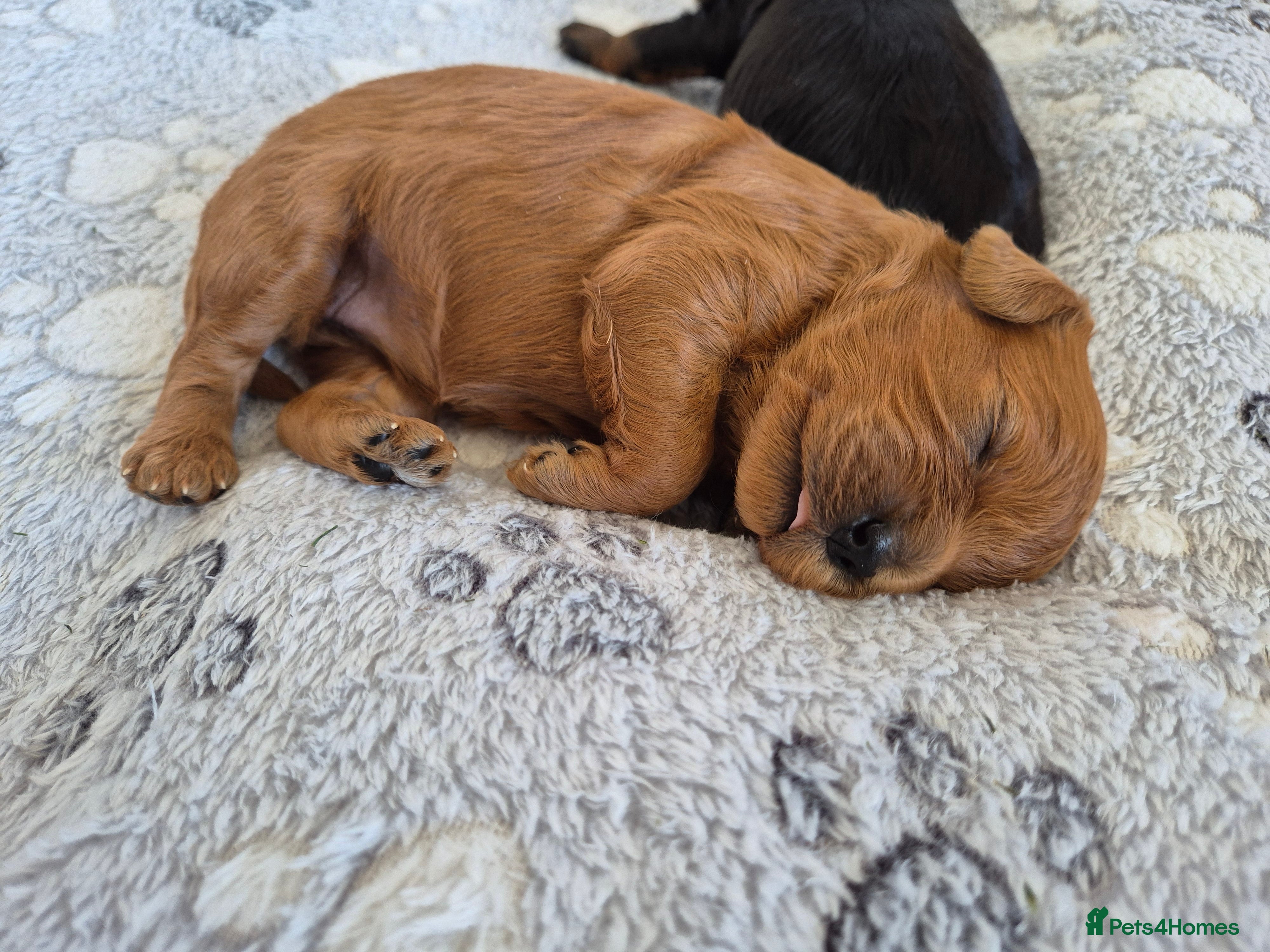Cavapoo Puppy 3