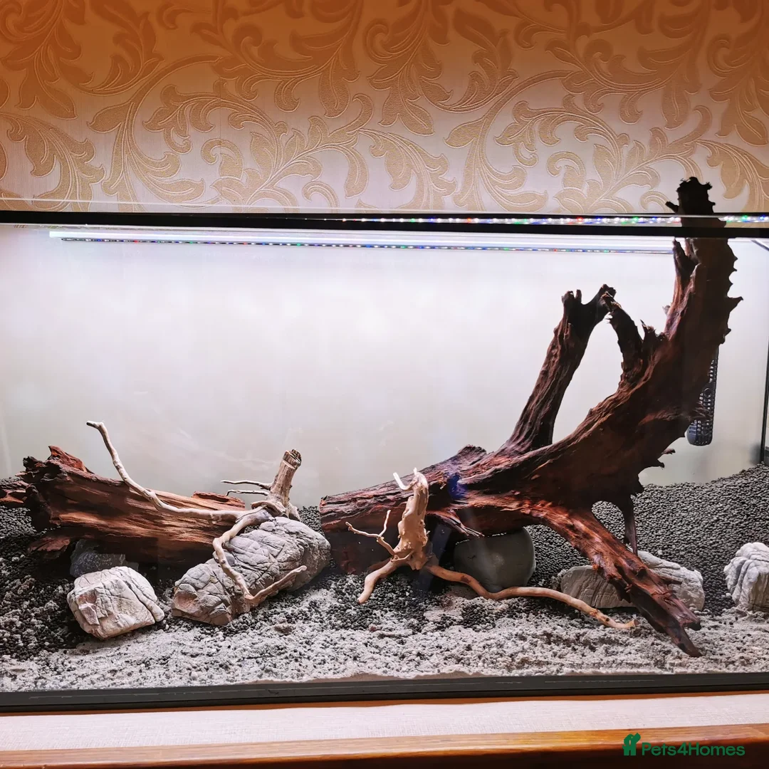 Other/Mixed Breed fish for sale: 240lt pro aquascape aquarium + fish - Advert 10