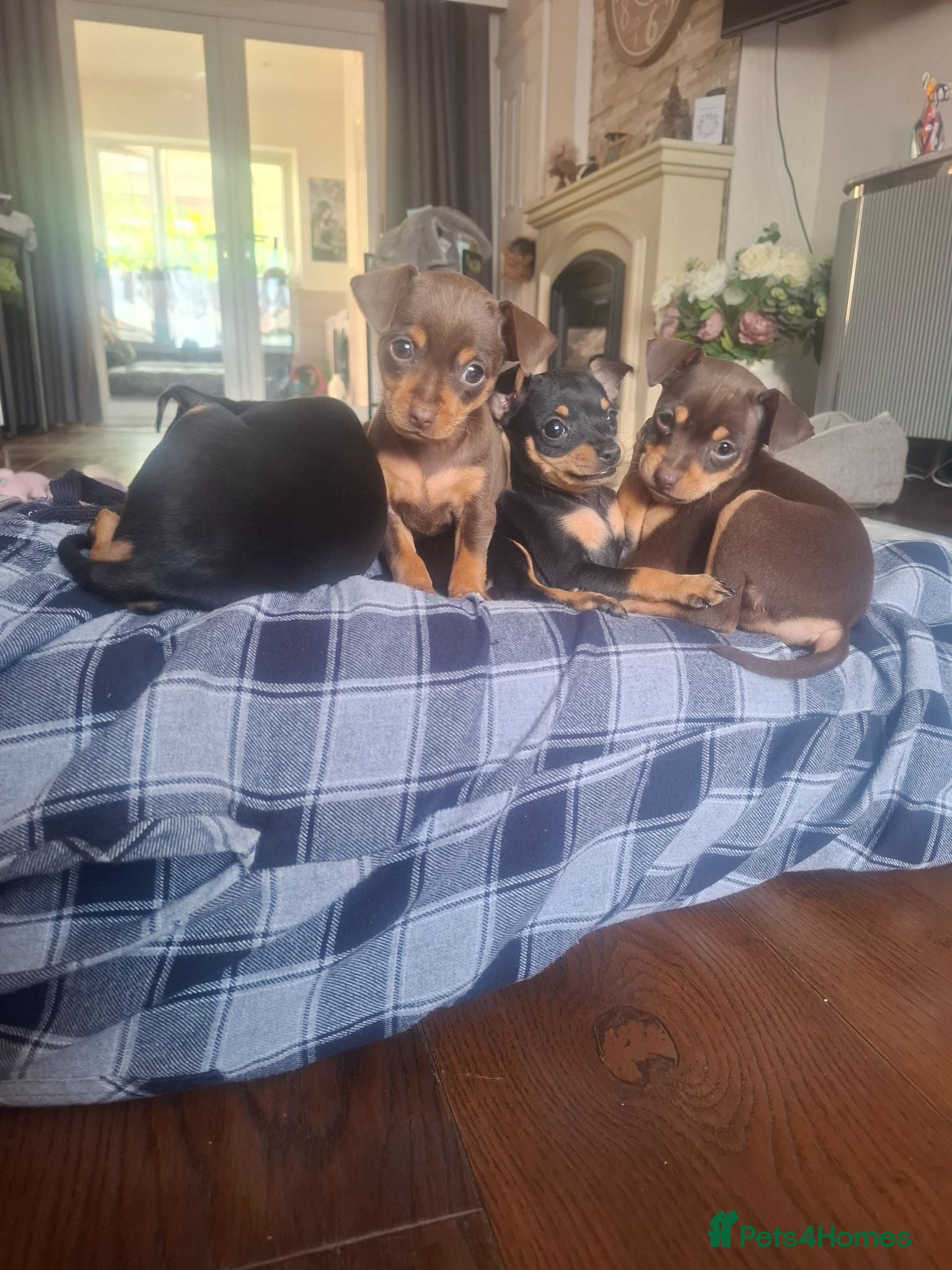 Mixed Breed dogs Russian Toy Terrier x Miniature Pinscher Puppies - Advert 12