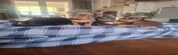Mixed Breed dogs for sale: Russian Toy Terrier x Miniature Pinscher Puppies - Advert 1