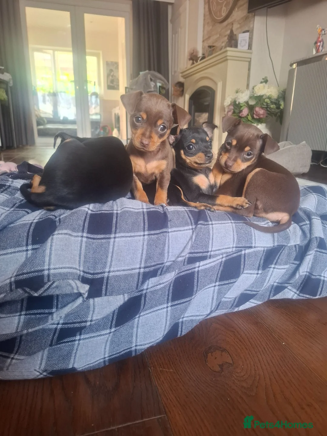 Mixed Breed dogs for sale: Russian Toy Terrier x Miniature Pinscher Puppies - Advert 1