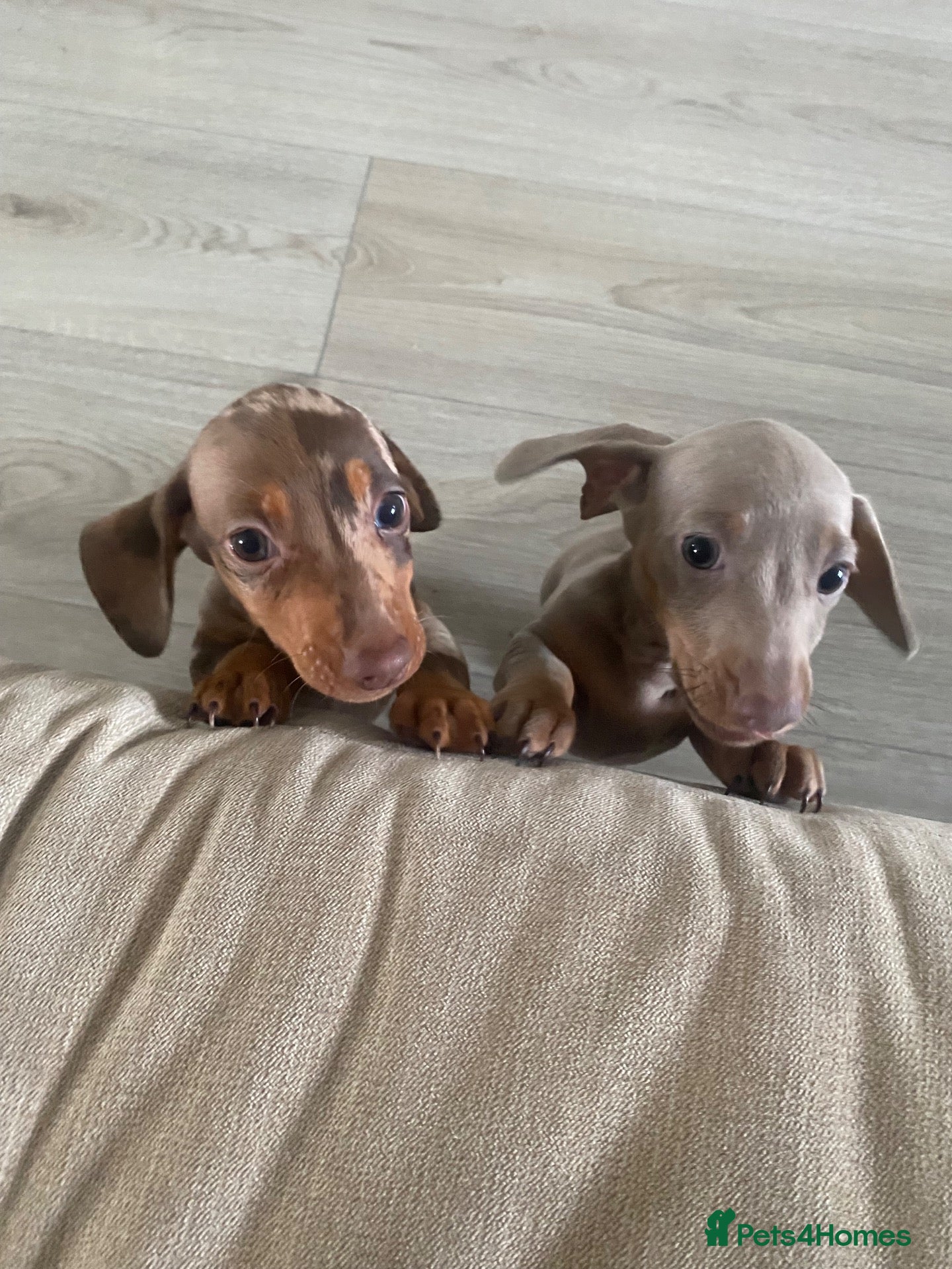 Miniature Dachshund dogs Miniature choc & tan Dachshund  - Advert 14