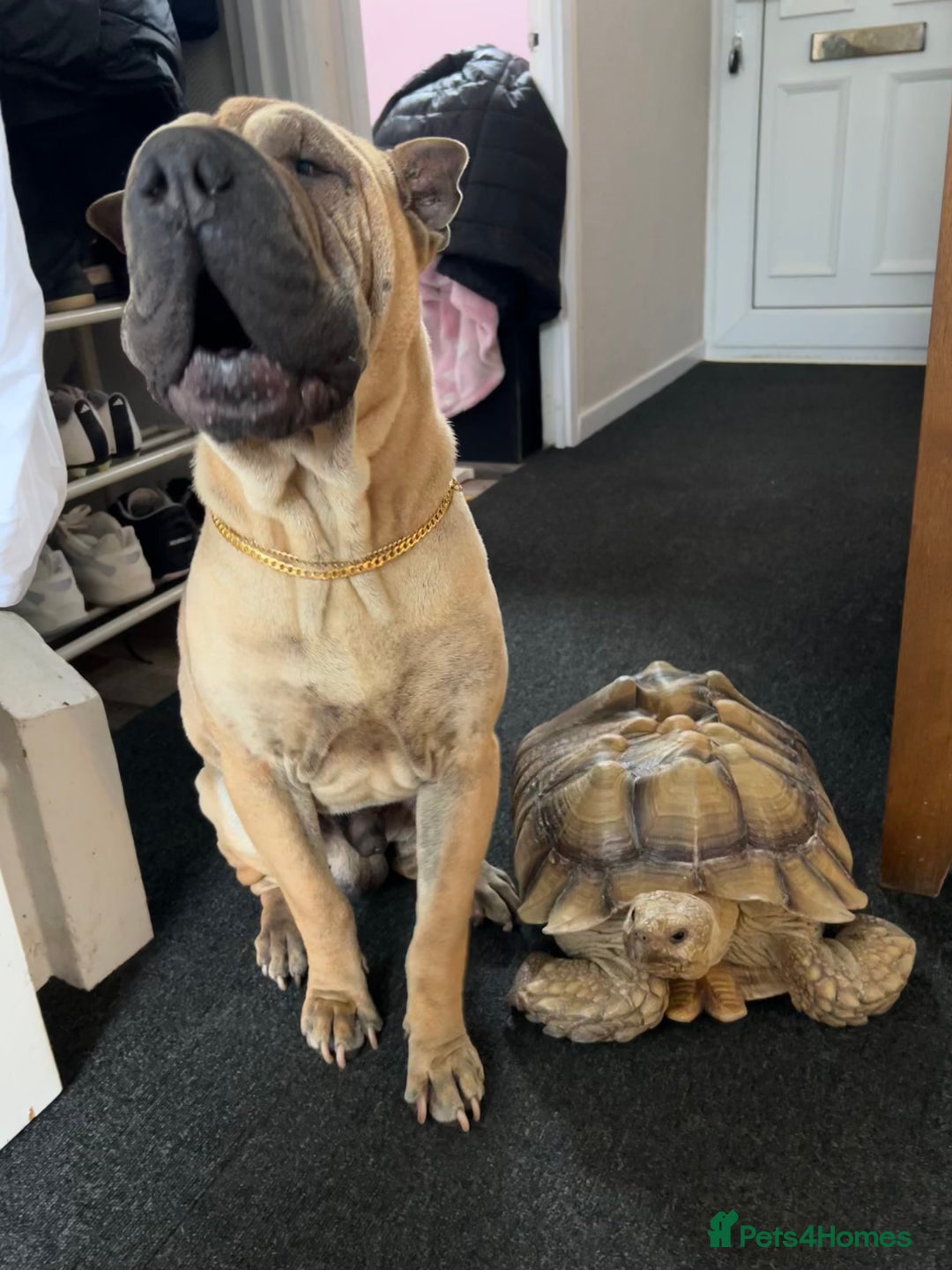 Tortoise reptiles for sale: Two leopards and 1 large Sulcata tortoise  - Image 6
