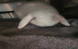 English Lop rabbits for sale: Mini lop - Image 5