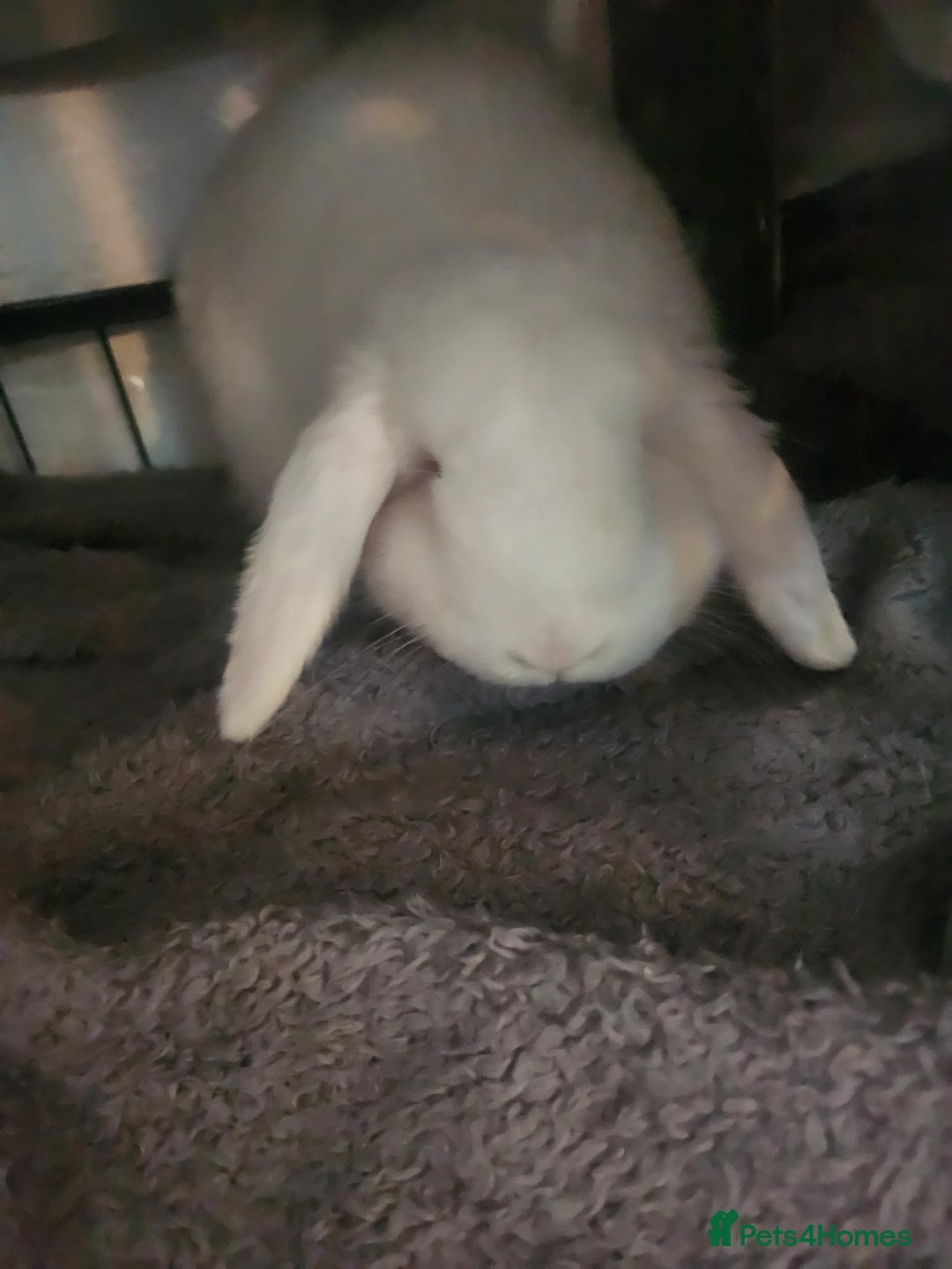 English Lop rabbits for sale: Mini lop - Image 5