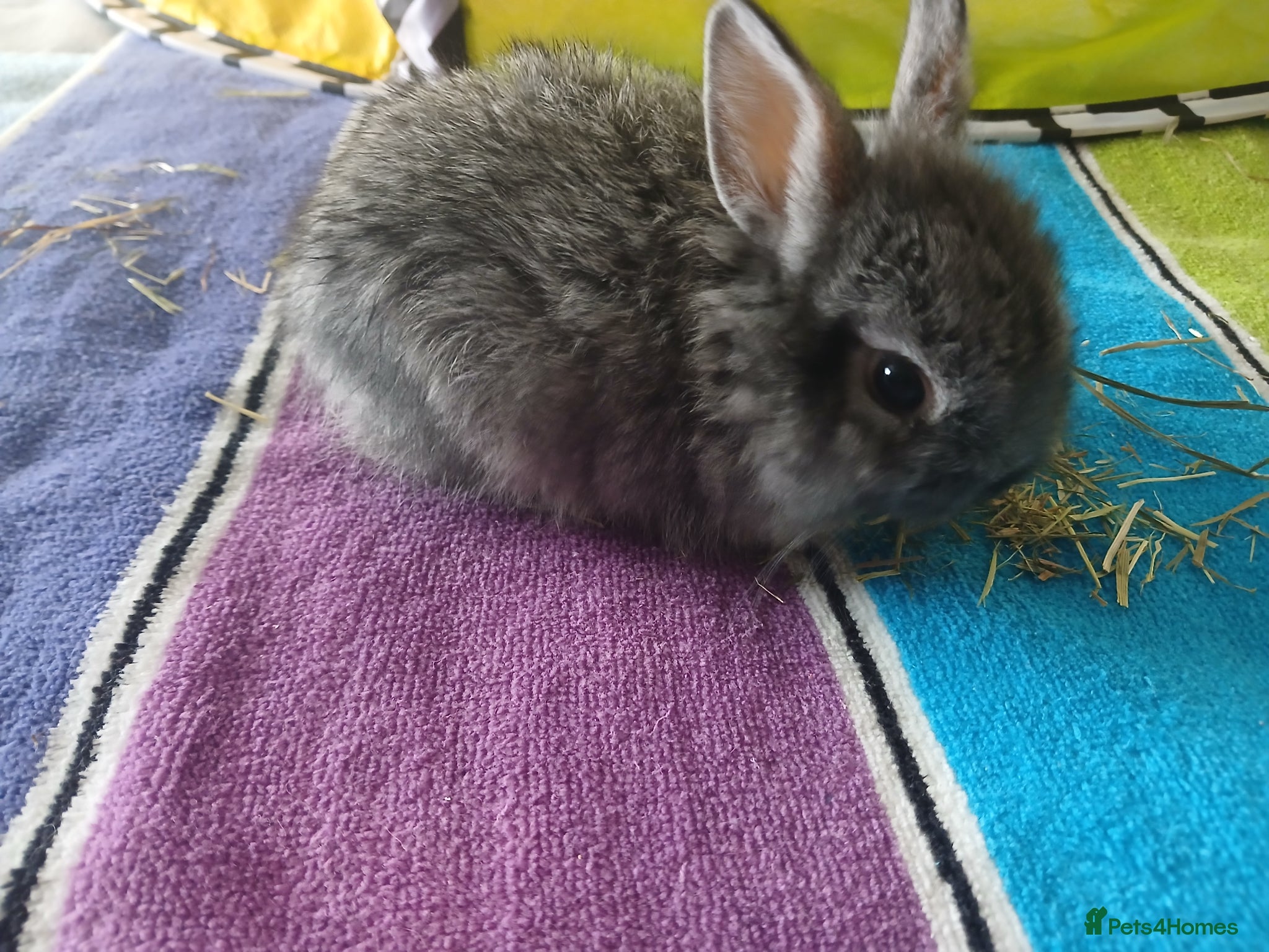 Mixed Breed rabbits for sale: Baby bunnys - Advert 1