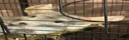 Chinchilla rodents for sale: Seeking a home with cage buddy - Advert 2