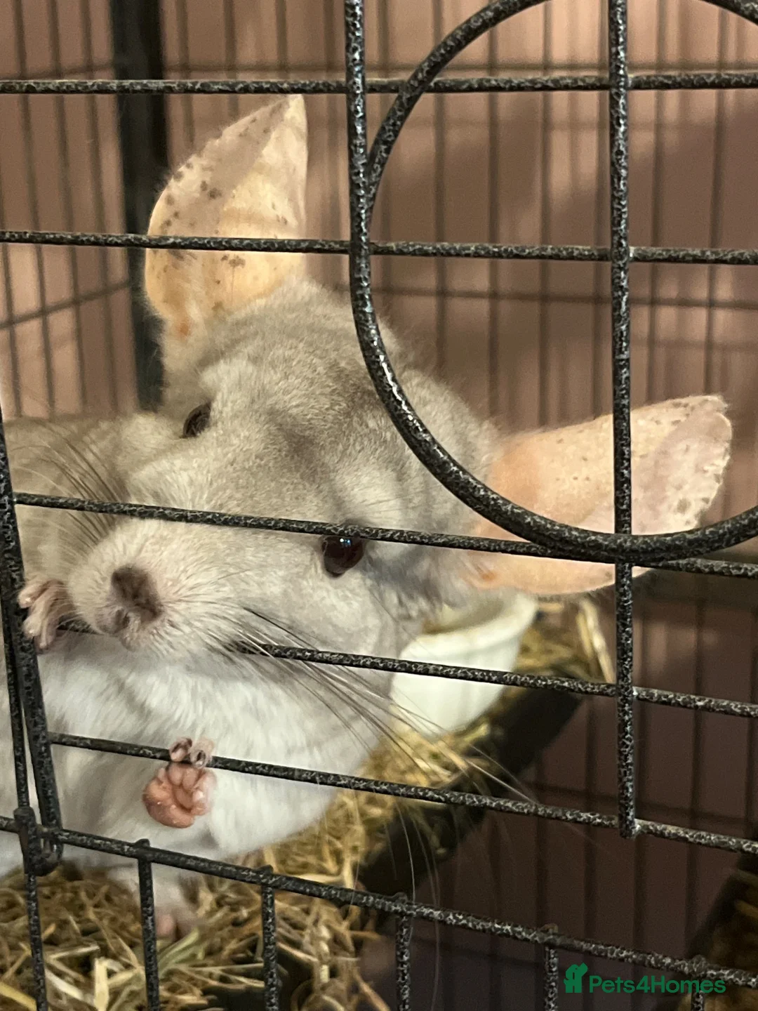 Chinchilla rodents for sale: Seeking a home with cage buddy - Advert 2