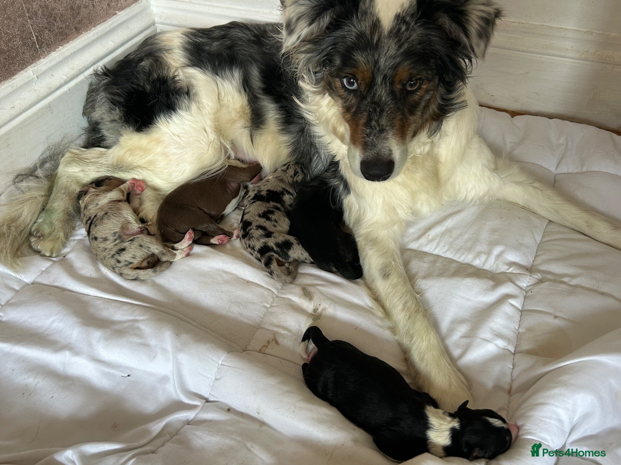 Border Collie dogs Border collie puppies  - Advert 1