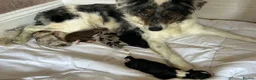 Border Collie dogs for sale: Border collie puppies  - Advert 1
