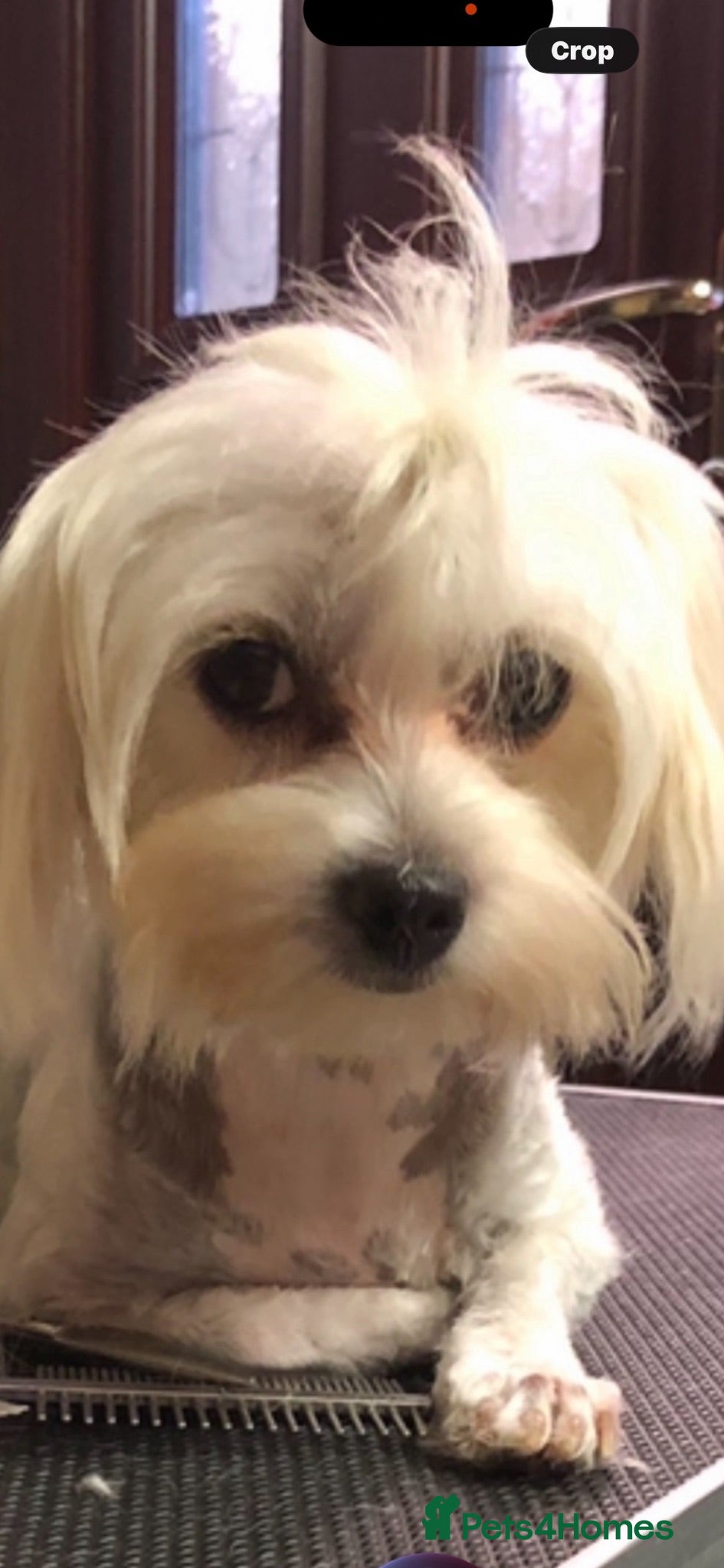 Maltipoo dogs Teddy bear maltipoo puppies  - Advert 2