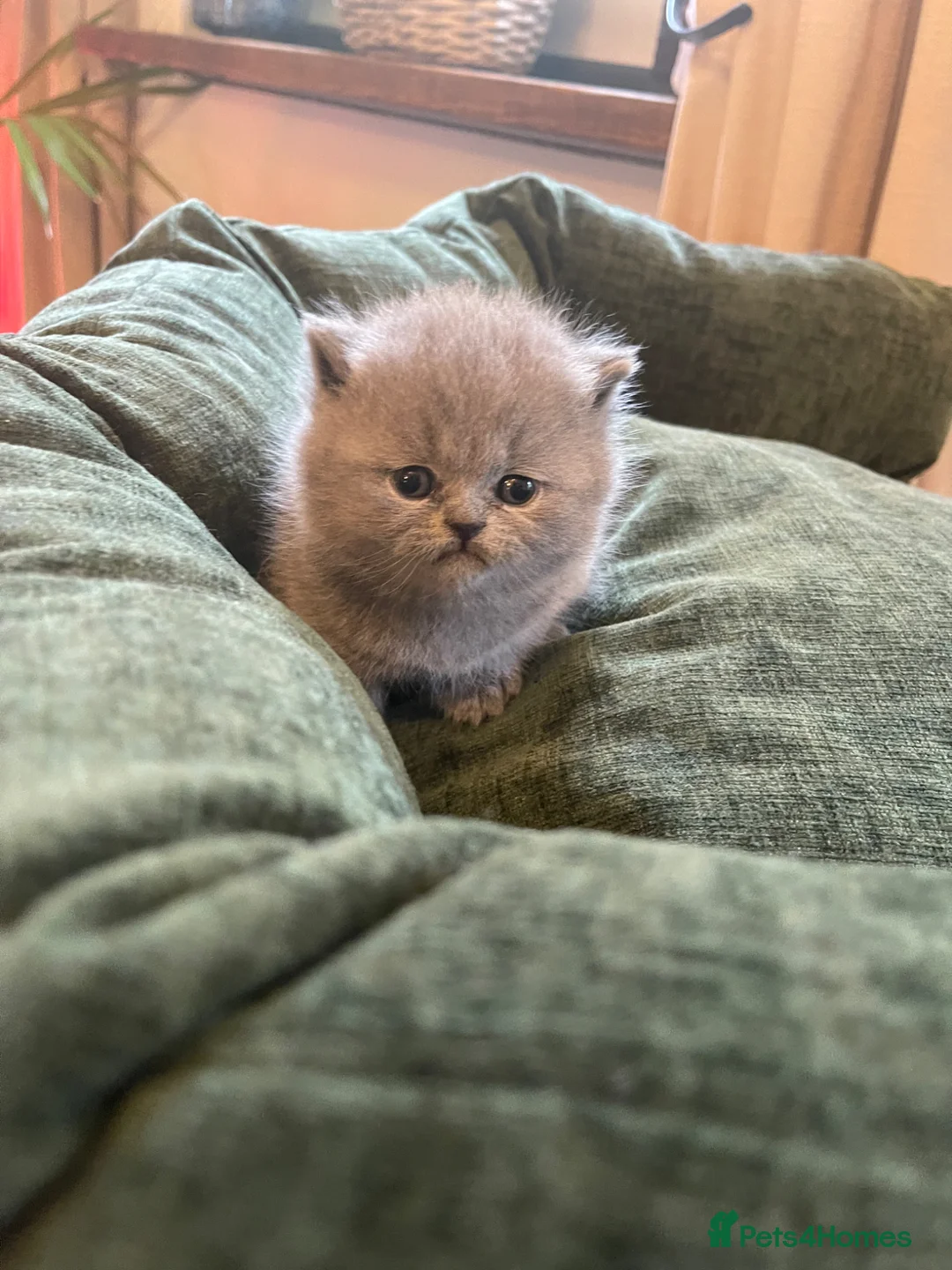 British Shorthair cats for sale:  GEORGEOUS BRITISH SHORTHAIR BLUE KITTENS - Advert 5