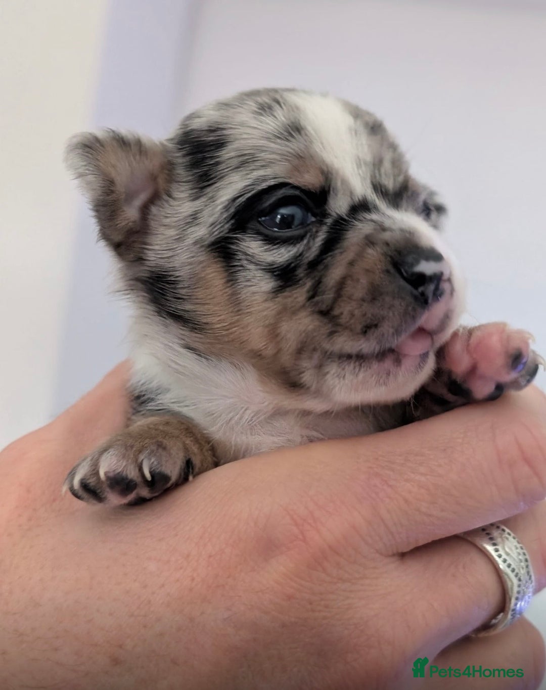 Chihuahua dogs for sale: Beautiful Merle Chihuahua Puppies 🐶  - Advert 12