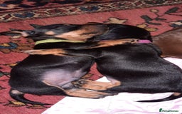 Dachshund dogs for stud: Stud dog - Image 17