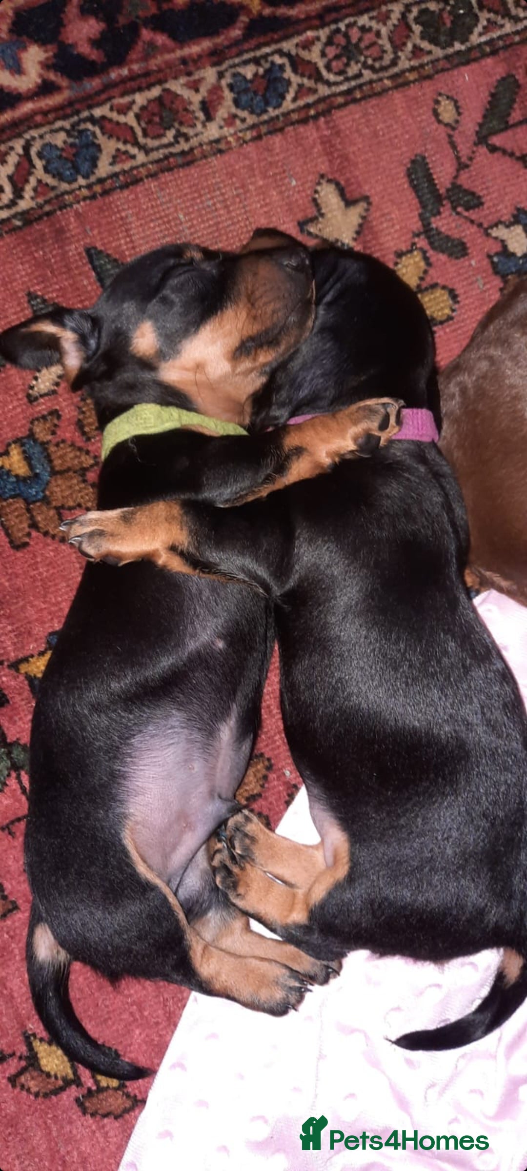 Dachshund dogs for stud: Stud dog - Image 17