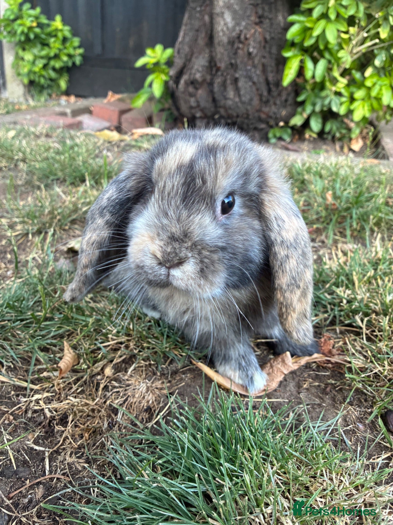 Mini Lop rabbits Mini Lop Bunnies - Advert 18
