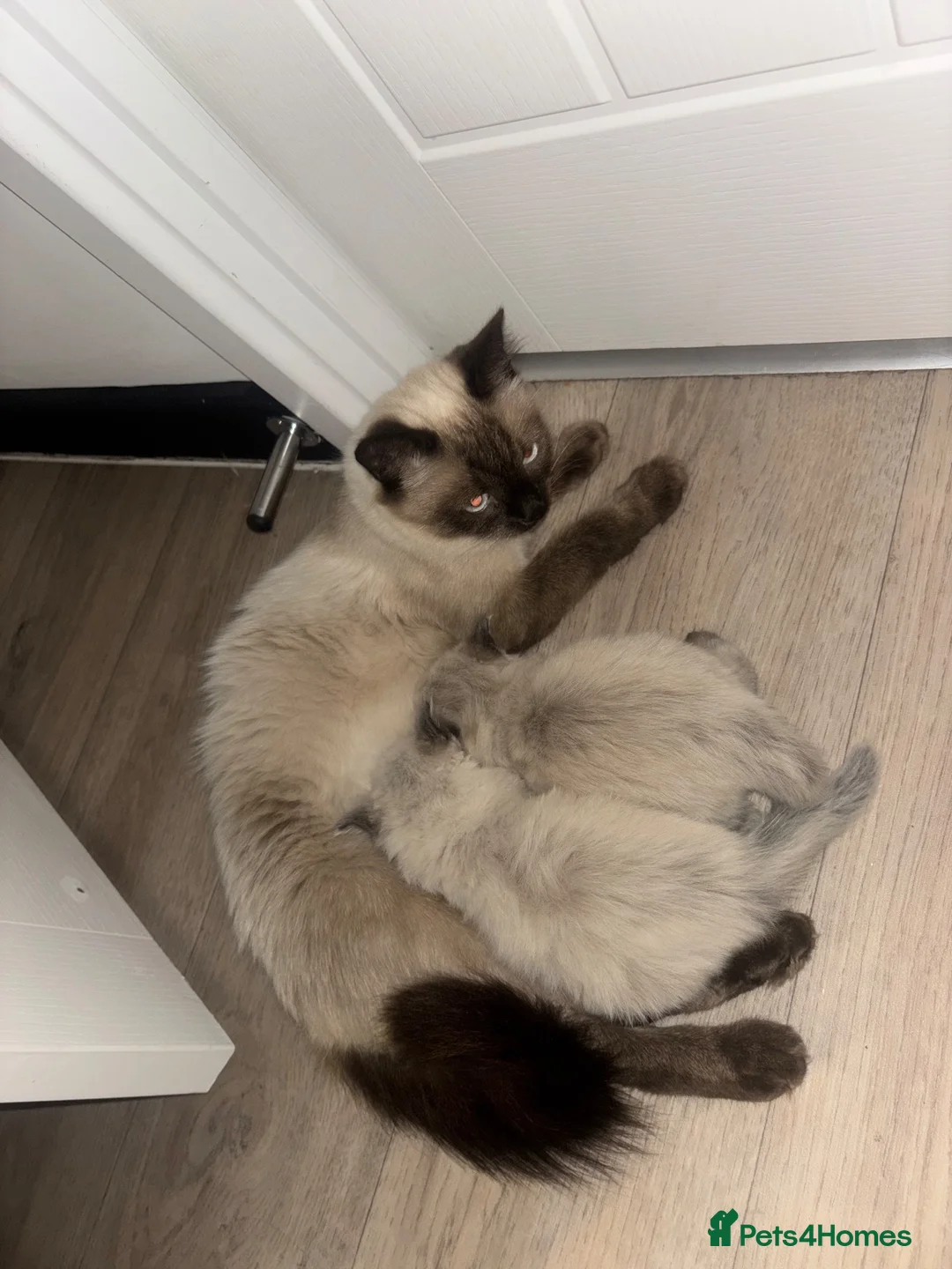 Mixed Breed cats for sale: Twin kittens - Advert 7