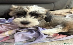 Chinese Crested dogs for sale: powderpuff Chinese crested had both injections  - Image 7