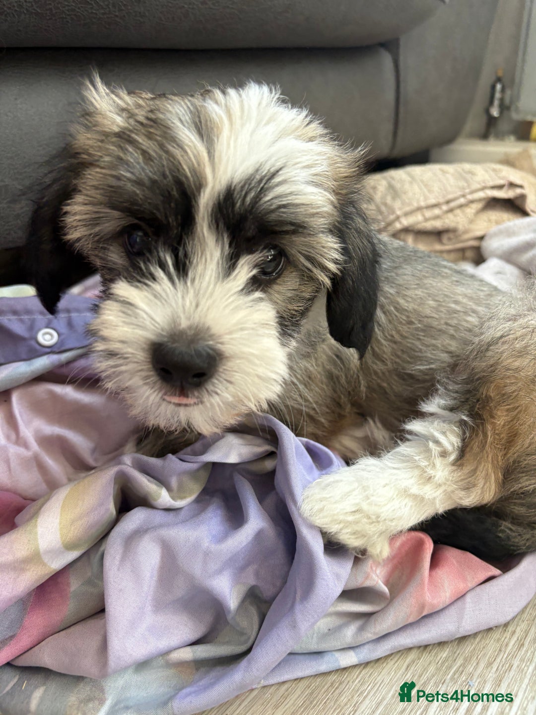 Chinese Crested dogs for sale: powderpuff Chinese crested had both injections  - Image 7
