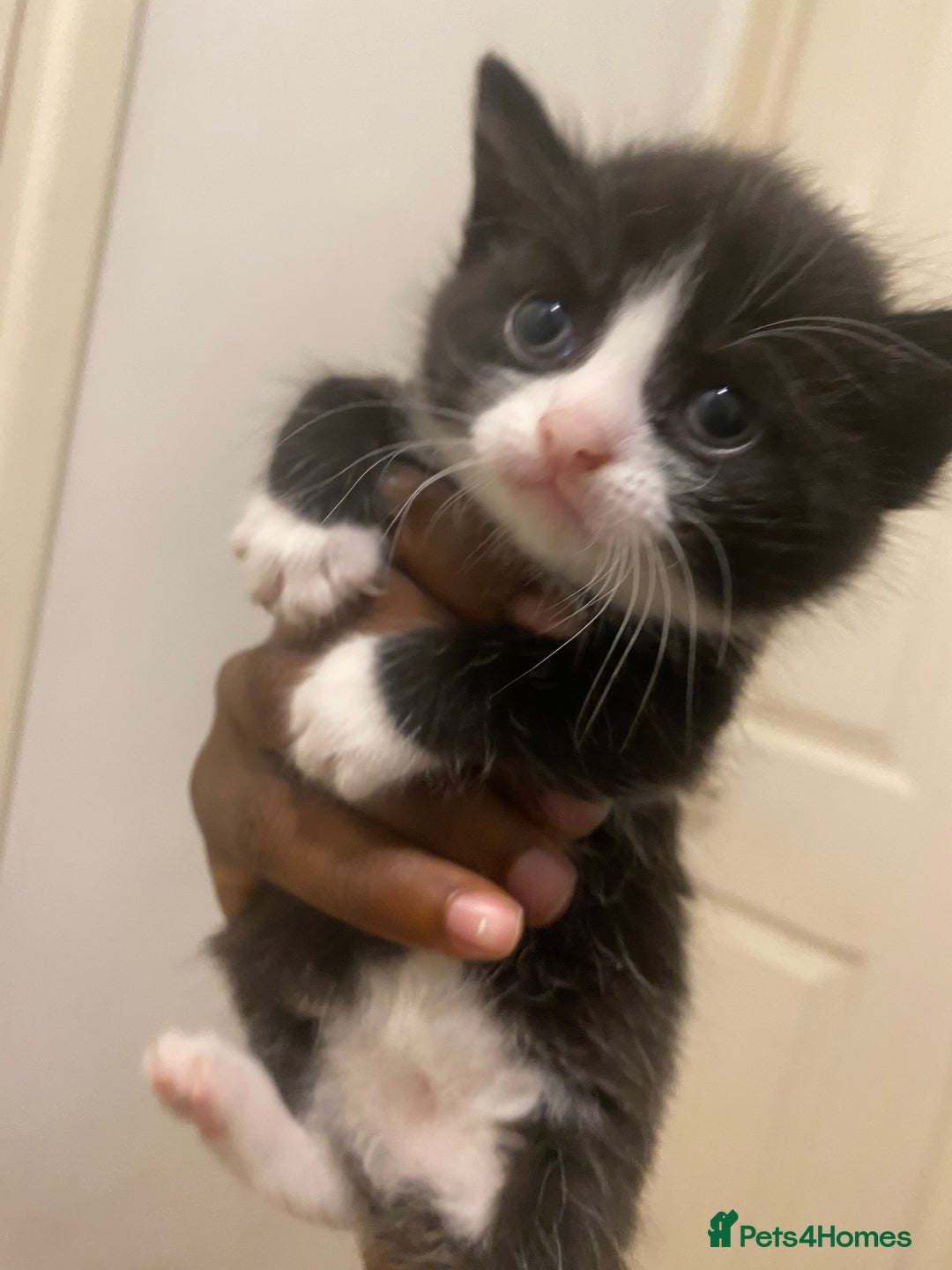 Bombay cats for sale: 3 kittens for sale.Price negotiable  - Image 8