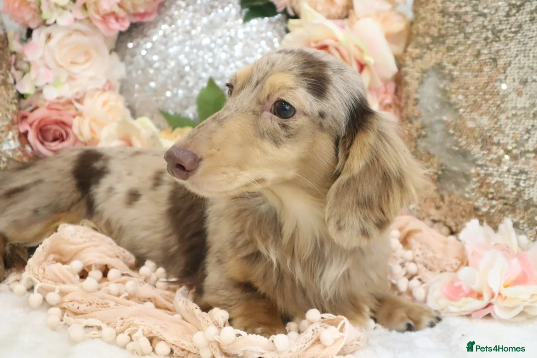 Miniature Dachshund dogs for sale: KC Longhair Miniature Dachshund Puppies - Advert 36