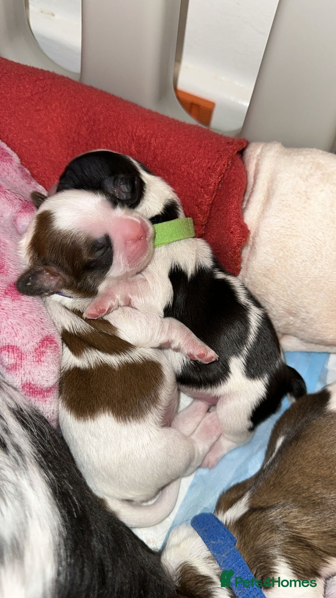 Shih Tzu dogs for sale: ShihTzu Newborn Puppies 💕Home-Raised & Well-Loved - Advert 8