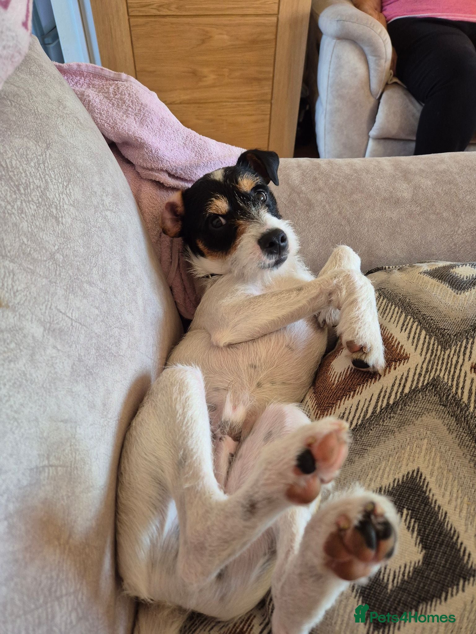 Jack Russell dogs Karen Norman - Advert 5