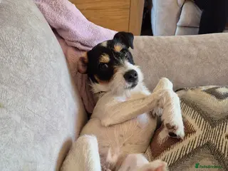 Jack Russell dogs Karen Norman - Advert 2