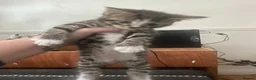 Mixed Breed cats for sale: 3beautiful kittens looking for a new home in Sheffield - Advert 6