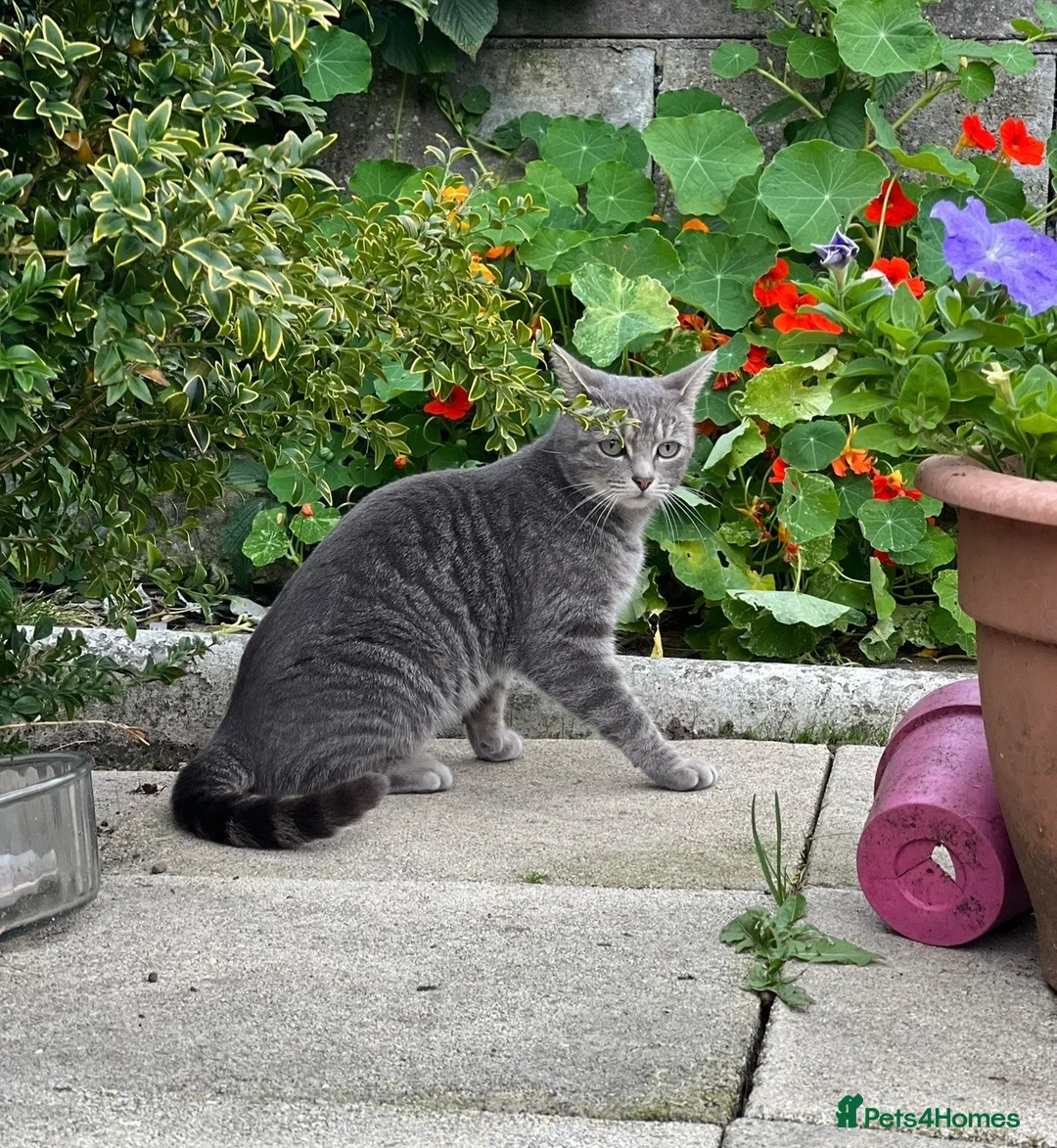 Mixed Breed cats for sale: Fabulous kittens for sale! - Advert 1