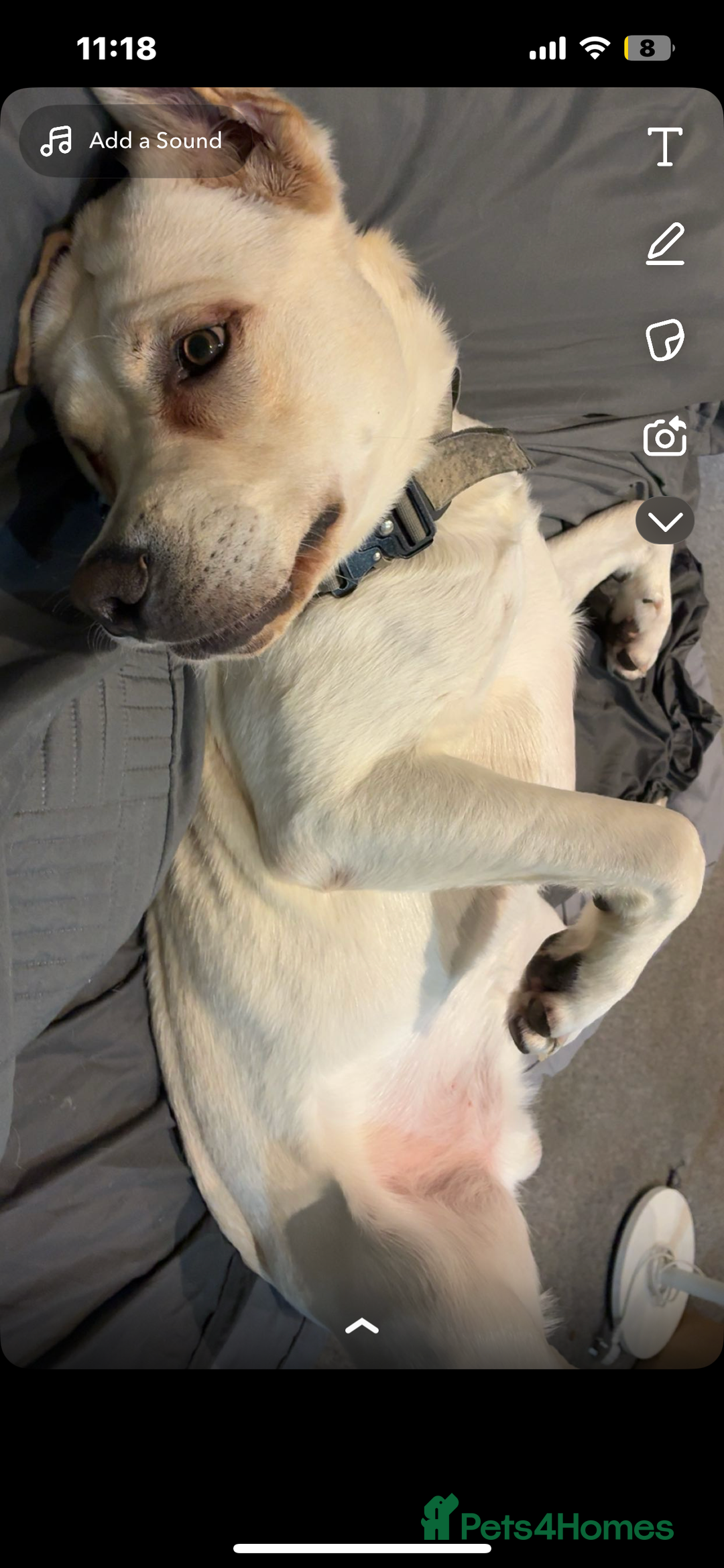 Mixed Breed dogs for sale: Marley for sale - Advert 6