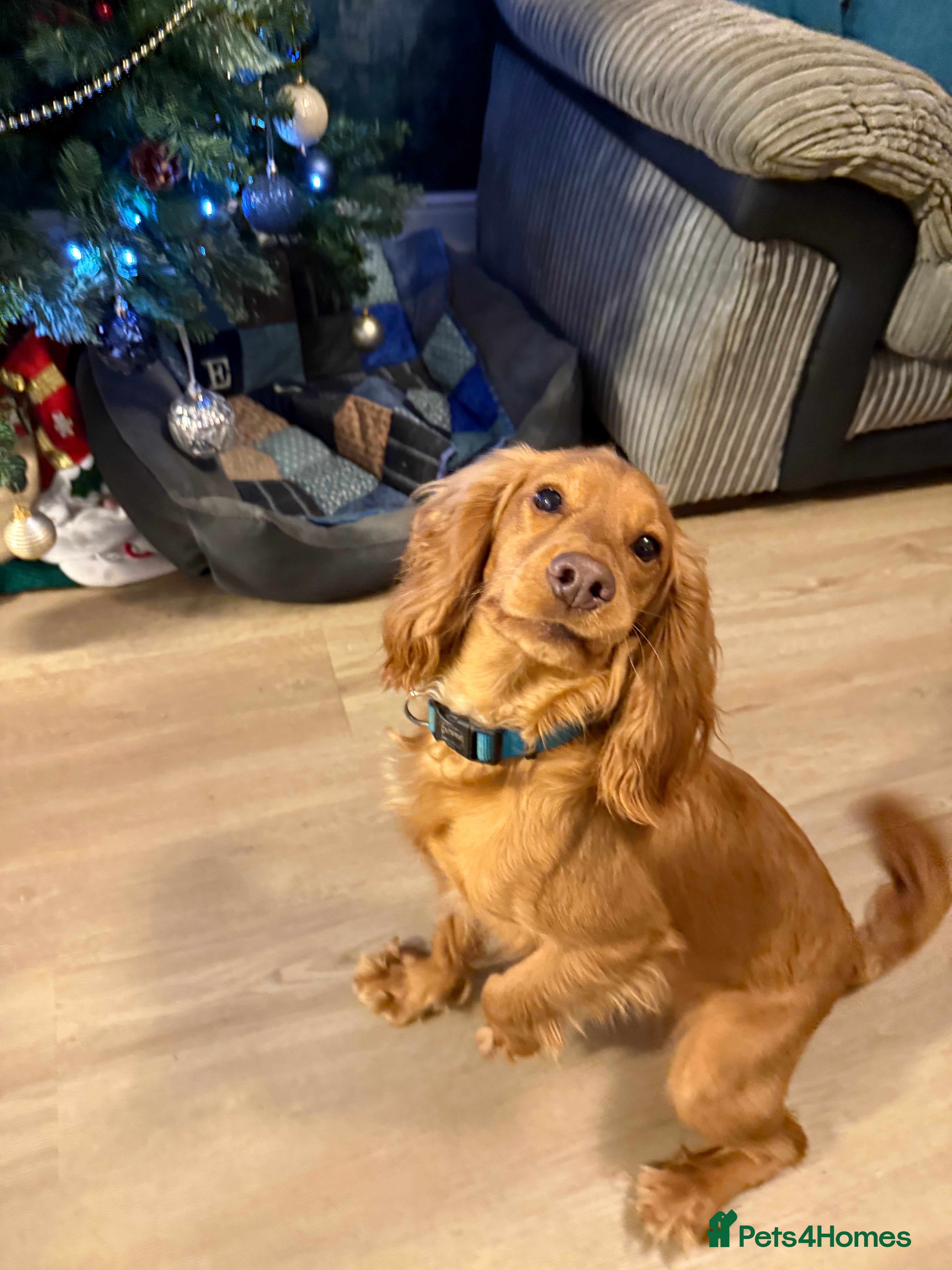 Cocker Spaniel dogs Red Cocker spaniel male  - Advert 8