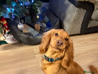 Cocker Spaniel dogs Red Cocker spaniel male - Advert 8