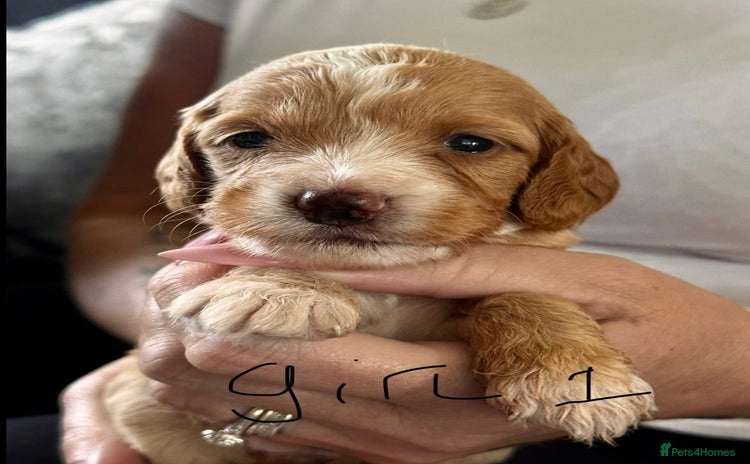 Cockapoo dogs - Advert 3