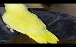 Parrots birds for sale: 2 Male Parrotlets with cage for sale - Image 3
