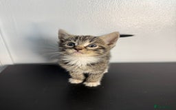 Mixed Breed cats for sale: Beautiful mixed bengal kittens  - Image 10