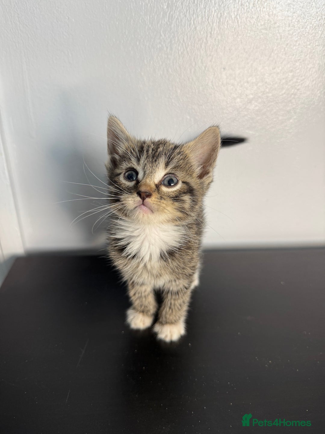 Mixed Breed cats for sale: Beautiful mixed bengal kittens  - Image 10