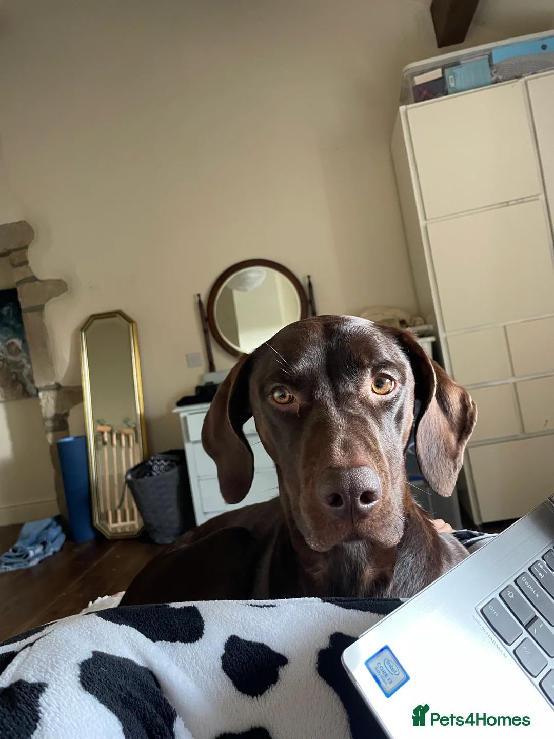 Mixed Breed dogs for sale: Beautiful Vizslador Needing a New Home   - Advert 2