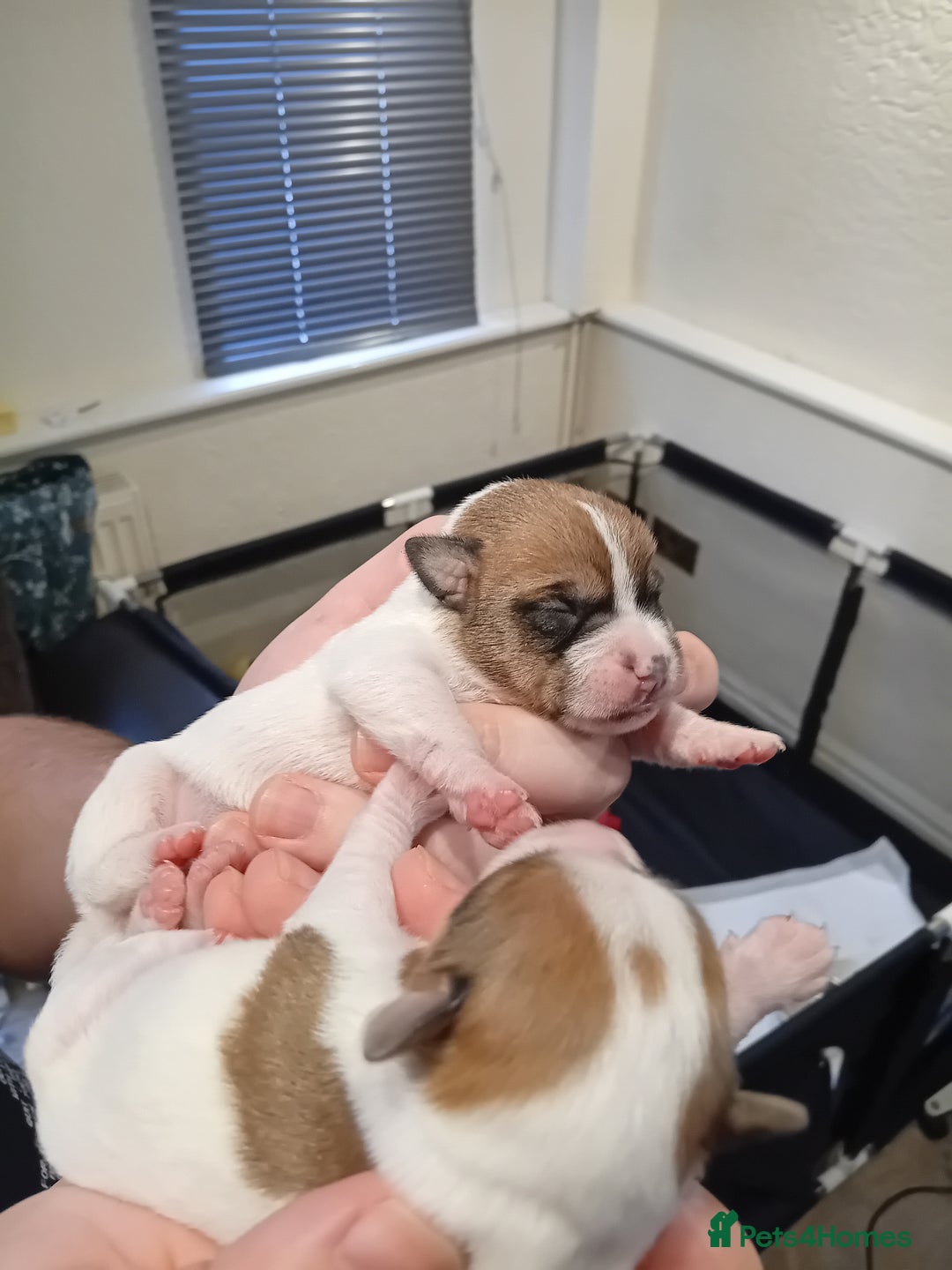 Jack Russell dogs for sale: 6 beautiful Jack russells available  - Advert 17