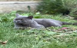 Brazilian Shorthair cats for sale: British shorthair boy - Image 3