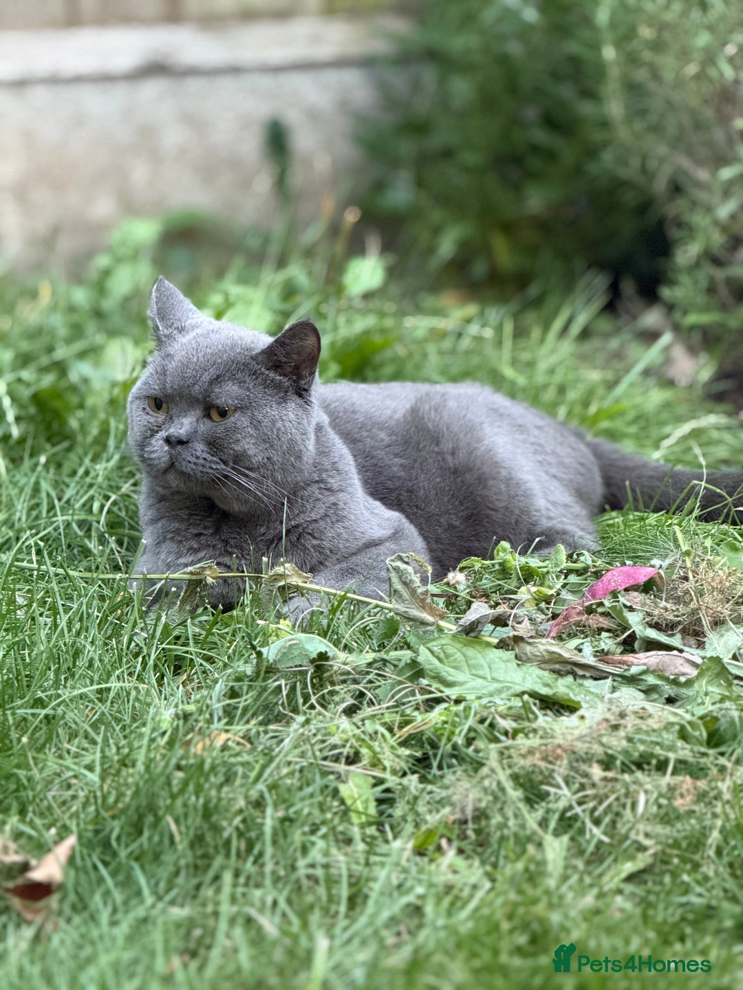 Brazilian Shorthair cats for sale: British shorthair boy - Image 3