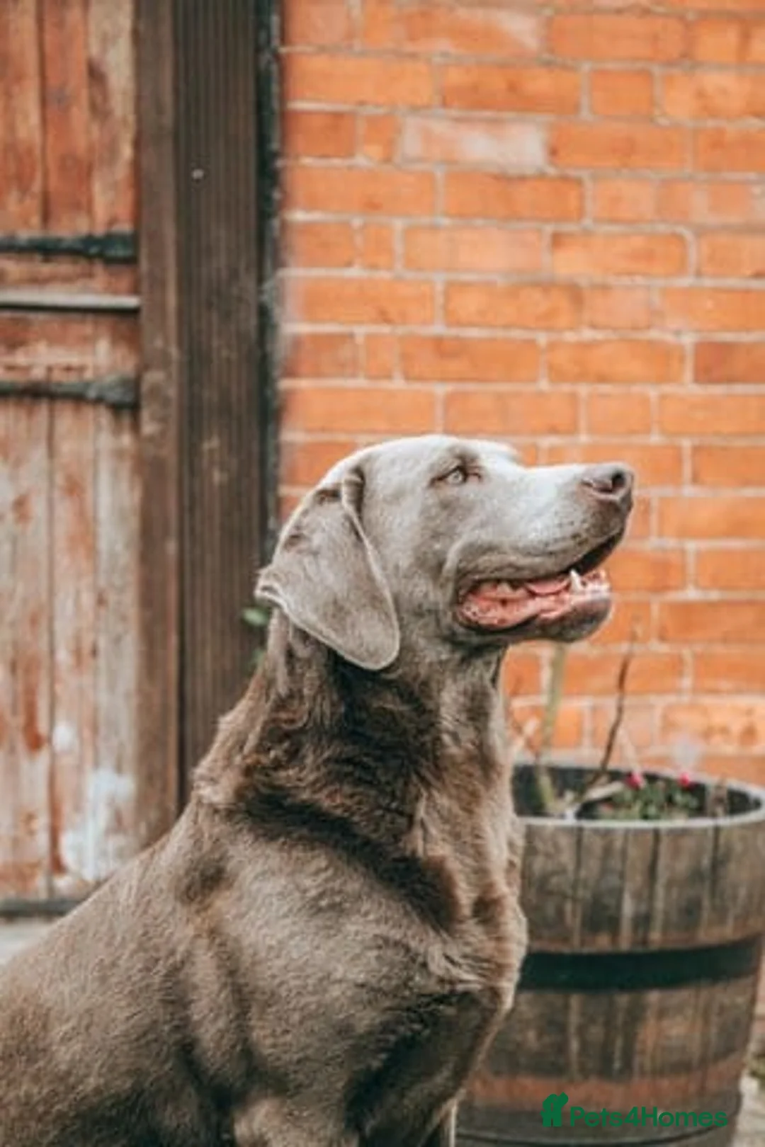 Labrador Retriever dogs for sale: **Champagne and Silver Labrador Puppies** - Advert 8