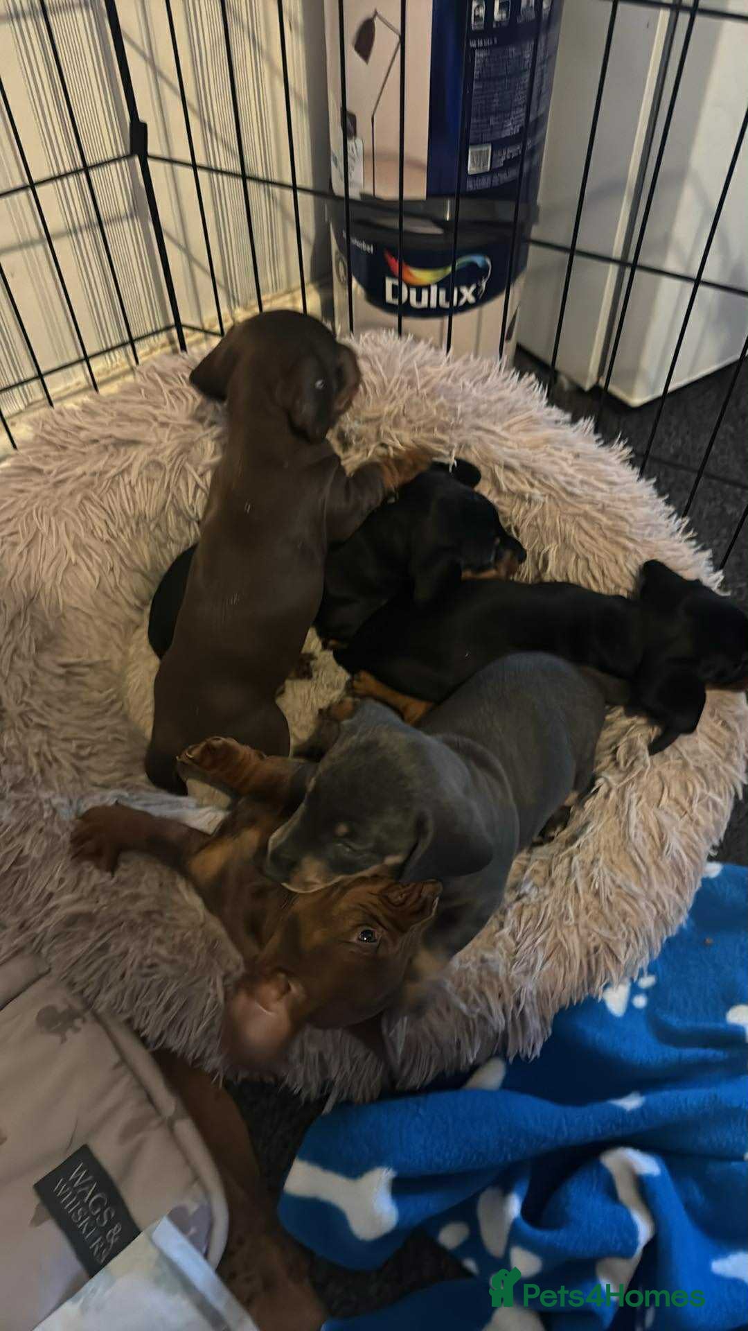 Miniature Dachshund dogs for sale: Miniature Dachshund Puppies ready to go 3/12/25 - Advert 16