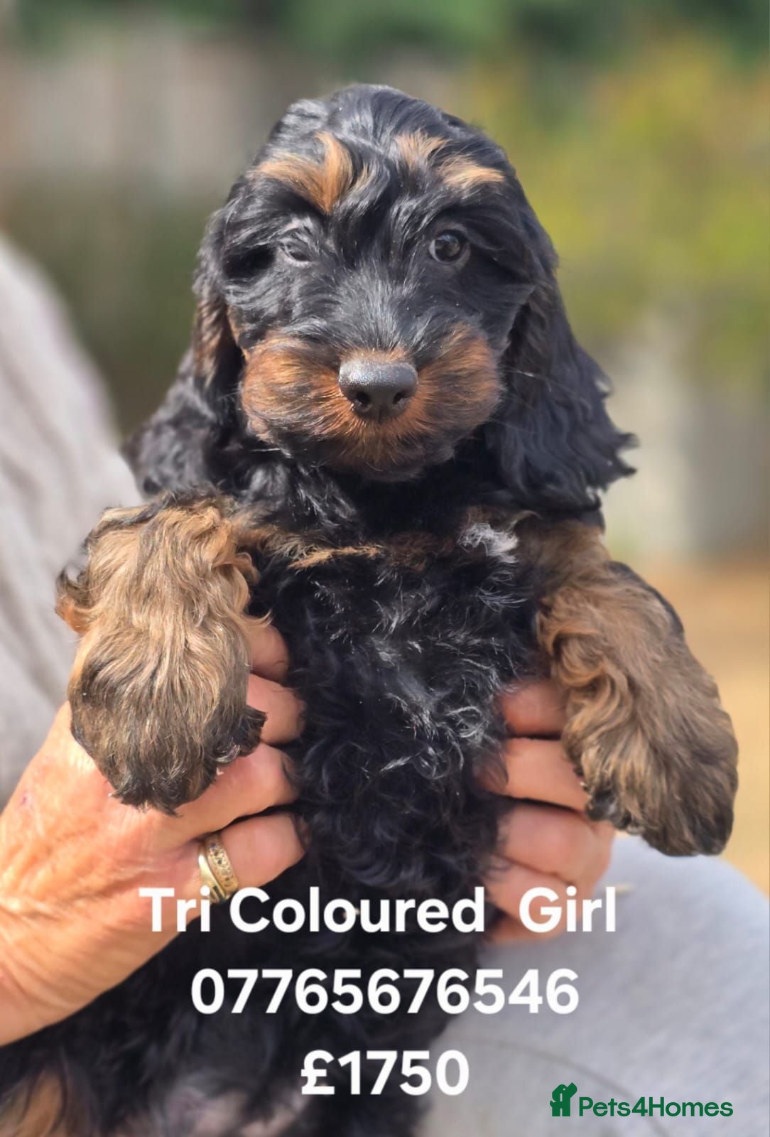 Cockapoo dogs F1 Cockapoo Puppies Ready To Go Domestic Licence - Advert 2