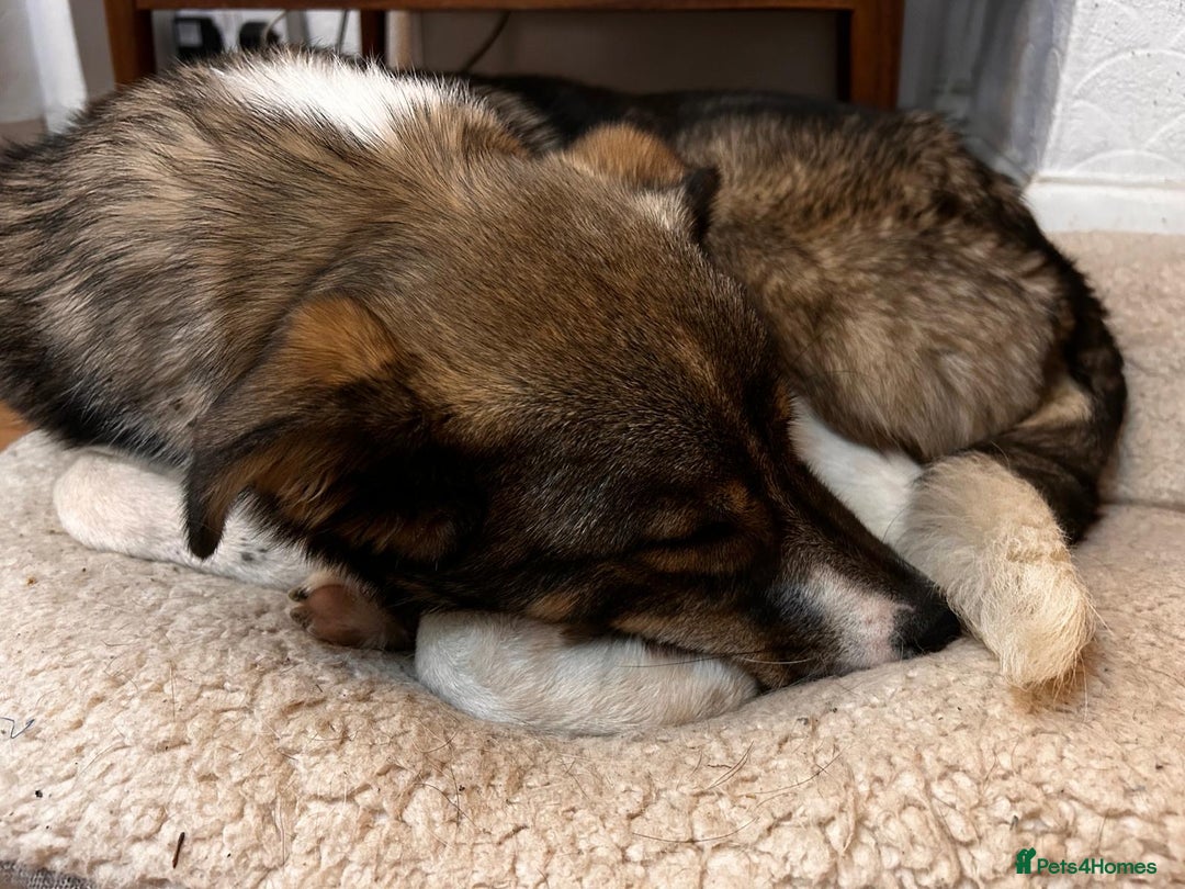 Mixed Breed dogs for adoption: Pecan  - Advert 2