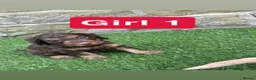 Cockapoo dogs for sale: Beautiful Cockapoo puppies  - Advert 11