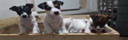 Jack Russell dogs for sale: Jack Russel puppies  - Advert 4