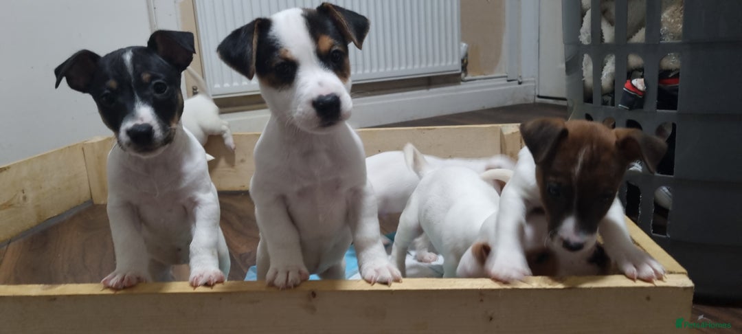 Jack Russell dogs for sale: Jack Russel puppies  - Advert 4