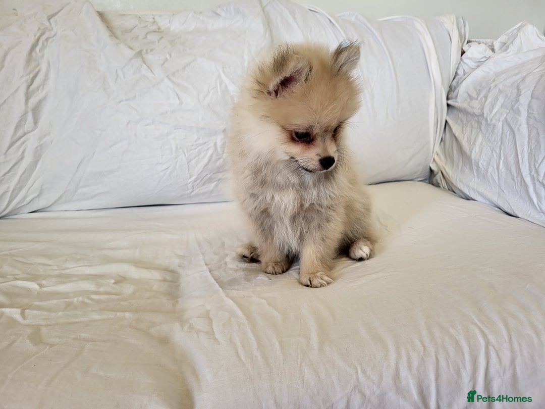 Pomeranian dogs for sale:  beautiful boy pomeranians - Image 7